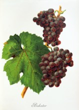 Ampelograhie. grape variety science. oenology. viticulture. grape. vine. Bakator grape. digitally