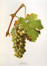 Ampelograhie. grape variety science. oenology. viticulture. grape. grapevine. Gordan grape.