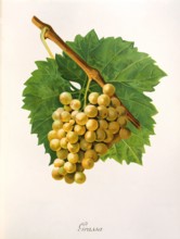 Ampelograhie. grape variety science. oenology. viticulture. grape. grapevine. Grassa grape.