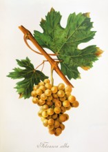 Ampelograhie. grape variety science. oenology. viticulture. grape. grapevine. Feteasca Alba grape.
