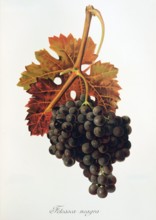 Ampelograhie. grape variety science. oenology. viticulture. grape. vine. Feteasca Neagra grape.