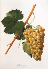 Ampelograhie. grape variety science. oenology. viticulture. grape. vine. Carricante grape.