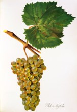 Ampelograhie. grape variety science. oenology. viticulture. grape. grapevine. Rka-tziteli grape.