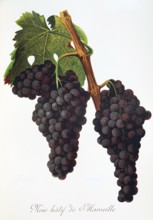 Ampelograhie. Grape variety science. Oenology. Viticulture. Grape. Vine. Noir Hatif de Marseille