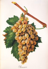 Ampelograhie. Grape variety science. Oenology. Viticulture. Grape. Vine. Roussanne is a white wine