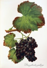 Ampelograhie. grape variety science. oenology. viticulture. grape. grapevine. Donzellinho gallego