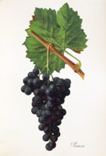 Ampelograhie. grape variety science. oenology. viticulture. grape. vine. Panea grape. red wine