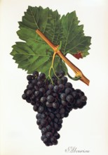 Ampelograhie. grape variety science. oenology. viticulture. grape. vine. Albourion grape. a minor