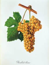 Ampelograhie. grape variety science. oenology. viticulture. grape. vine. Roublot Blanc grape. a