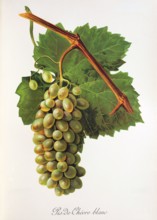 Ampelograhie. grape variety science. oenology. viticulture. grape. vine. Pis-de-Chevre Blanc grape.