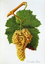Ampelograhie. grape variety science. oenology. viticulture. grape. vine. Corinthe Blanc grape.
