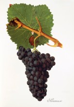 Ampelograhie. grape variety science. oenology. viticulture. grape. vine. Siramuse grape. digitally