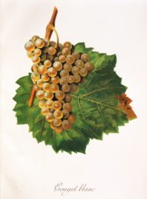Ampelograhie. grape variety science. oenology. viticulture. grape. grapevine. Gouget Blanc grape.