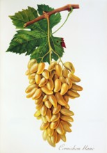 Ampelograhie. grape variety science. oenology. viticulture. grape. grapevine. Cornichon Blanc grape