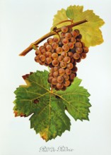 Ampelograhie. grape variety science. oenology. viticulture. grape. vine. Pied-de-Perdrix grape.