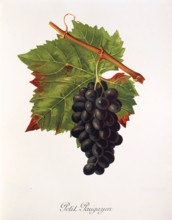 Ampelograhie. grape variety science. oenology. viticulture. grape. grapevine. Petit Paugayen grape.