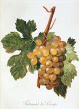 Ampelograhie. grape variety science. oenology. viticulture. grape. vine. Ferdinand de Lesseps grape