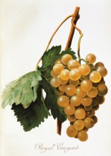 Ampelograhie. grape variety science. oenology. viticulture. grape. vine. Royal Vineyard grape.
