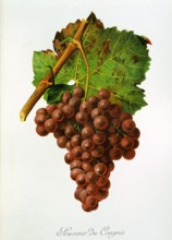 Ampelograhy. grape variety science. oenology. viticulture. grape. grapevine. Souvenir du Congres