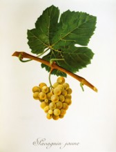 Ampelograhie. grape variety science. oenology. viticulture. grape. vine. Savagnin Jaune grape.