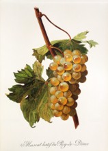 Ampelograhie. grape variety science. oenology. viticulture. grape. vine. Muscat Hatif du