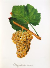 Ampelograhie. grape variety science. oenology. viticulture. grape. grapevine. Donzellinho Branco