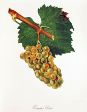 Ampelograhie. grape variety science. oenology. viticulture. grape. vine. Gouais Blanc grape.