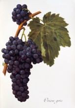Ampelograhie. grape variety science. oenology. viticulture. grape. vine. Oriou Gris grape.