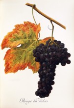 Ampelograhie. grape variety science. oenology. viticulture. grape. vine. Rouge du Valais grape.