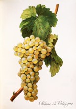 Ampelograhie. grape variety science. oenology. viticulture. grape. vine. Blanc du Valdigne grape.