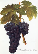 Ampelograhie. grape variety science. oenology. viticulture. grape. vine. Gros Oriou de Mus grape.