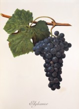Ampelograhie. grape variety science. oenology. viticulture. grape. vine. Aglianico grape. digitally