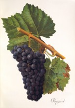 Ampelograhie. grape variety science. oenology. viticulture. grape. vine. Pougnel grape. digitally