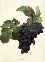 Ampelograhie. grape variety science. oenology. viticulture. grape. vine. Linne grape. digitally