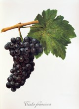 Ampelograhie. grape variety science. oenology. viticulture. grape. vine. Tinta Francisca grape.