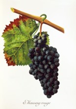 Ampelograhie. grape variety science. oenology. viticulture. grape. grapevine. Manseng Rouge grape.