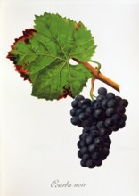Ampelograhie. grape variety science. oenology. viticulture. grape. vine. Courbu Noir grape.