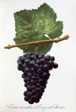 Ampelograhie. grape variety science. oenology. viticulture. grape. vine. Tinta Carvalha de