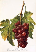 Ampelograhie. grape variety science. oenology. viticulture. grape. vine. Chasselas Rose Salomon