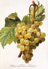 Ampelograhie. grape variety science. oenology. viticulture. grape. vine. Blanc-des-Trois-Fontaines