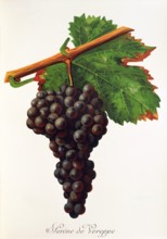 Ampelograhie. grape variety science. oenology. viticulture. grape. vine. Serene de Voreppe grape.
