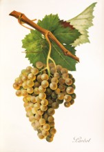 Ampelograhie. grape variety science. oenology. viticulture. grape. grapevine. Lardot grape.