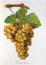 Ampelograhie. grape variety science. oenology. viticulture. grape. vine. Terret Blanc grape.