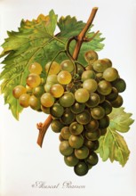 Ampelograhie. grape variety science. oenology. viticulture. grape. vine. Muscat Pearson grape.