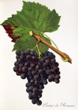Ampelograhie. grape variety science. oenology. viticulture. grape. vine. Cirene de Romans grape.