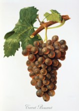 Ampelograhie. grape variety science. oenology. viticulture. grape. vine. Terret Bourret grape.