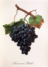 Ampelograhie. grape variety science. oenology. viticulture. grape. vine. Hasseroum Lekahl grape.