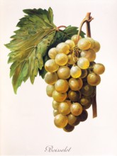 Ampelograhie. grape variety science. oenology. viticulture. grape. vine. Boisselot grape. digitally