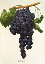 Ampelograhie. grape variety science. oenology. viticulture. grape. grapevine. Gateta grape.