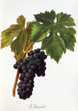 Ampelograhie. grape variety science. oenology. viticulture. grape. vine. Maiolet grape. digitally